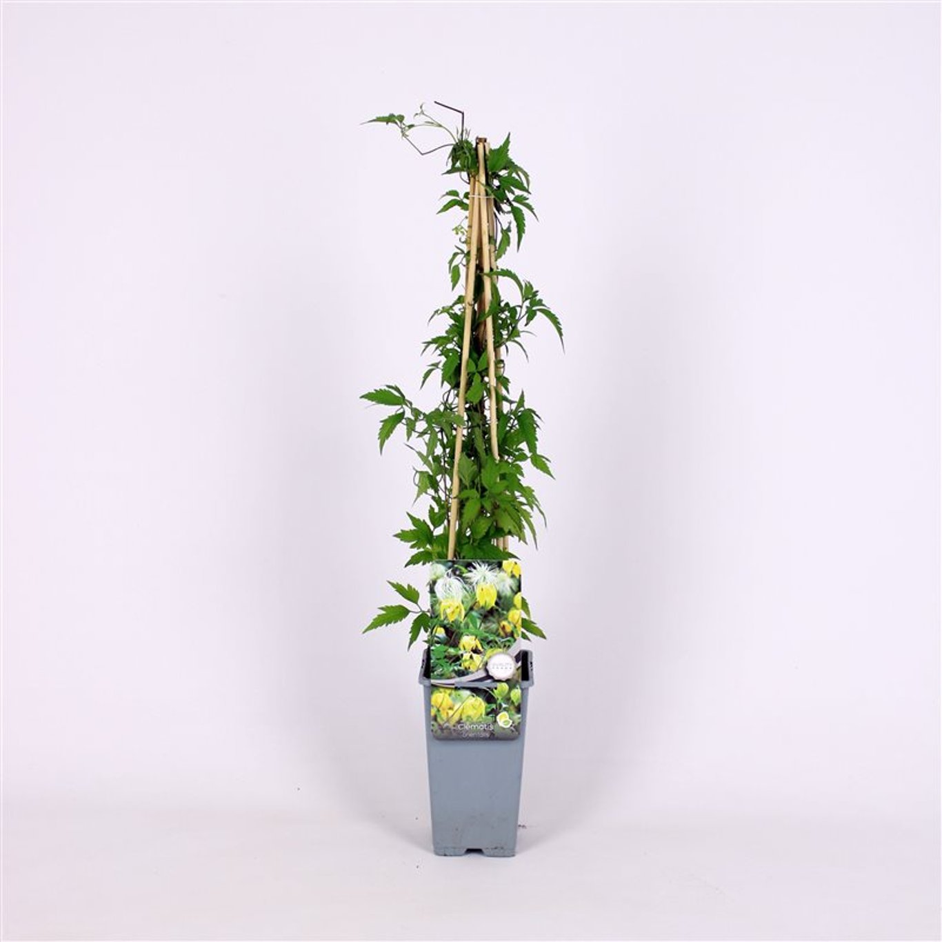 Klematis – Clematis orientalis - C2 70/+ CM